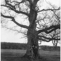 3 children in big oak Original caption: 3 children in big oak