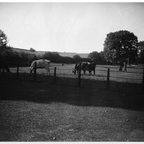 Cows in field Sedgeford. Original caption: Cows in field