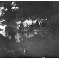 Horses or ponies in puddle Along the Fring Road? Original caption: Cows in puddle