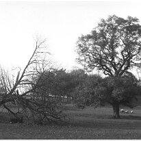 Landscape Same pair of trees as no. 9 in this box but different season. Sedgeford Park Original caption: