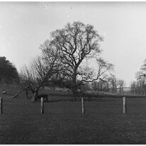 Park landscape Same pair of trees as no. 5 in this box but different season. Sedgeford Park Original caption: Park landscape