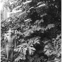 Gardener Is that a Giant Hogweed? Original caption: Gardener