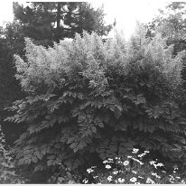 Giant Astilbe Original caption: Giant Astilbe