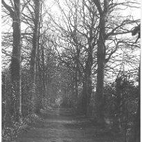 Woodland path Original caption: Woodland path
