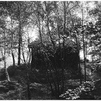 Woodland scene Original caption: Woodland scene