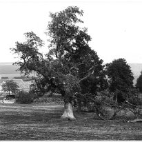 Oak tree at Glovers Farm, Fring Lane Original caption: Oak tree