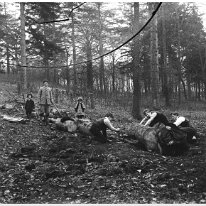Family logging wood Original caption: Family logging wood