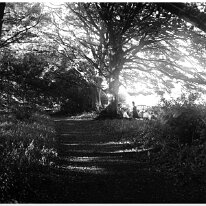 Party by a woodland path 'Original caption: 2 ladies by a woodland path