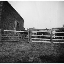 Cows in a farmyard Mr. Plattens barn Original caption: Cows in a farmyard