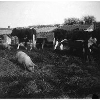 Farmyard scene Mr. Plattens barn Original caption: Farmyard scene