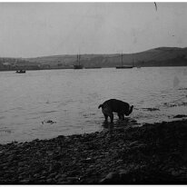 Dog in the sea Original caption: Dog in the sea
