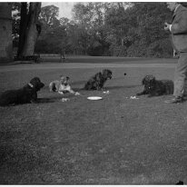 Dogs before meal on lawn Sedgeford Hall Original caption: Dogs before meal on lawn