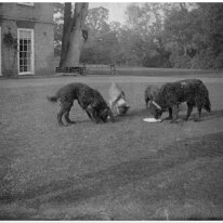 Dogs feeding on lawn Sedgeford Hall Original caption: Dogs feeding on lawn