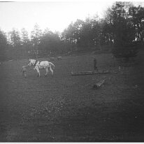 Horse pulling tree trunk Original caption: Horse pulling tree trunk