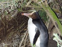NZ02-Dec-11-19-22-55  Yellow Eyed Penguin, Oamaru.