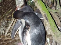 NZ02-Dec-11-19-43-00  Yellow Eyed Penguin, Oamaru.