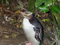 NZ02-Dec-11-19-52-41  Yellow Eyed Penguin, Oamaru.