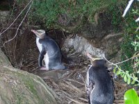 NZ02-Dec-11-20-01-19  Yellow Eyed Penguin, Oamaru.