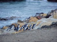 NZ02-Dec-11-21-28-32  Little Blue Penguins, Oamaru.