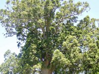 NZ02-Dec-31-14-43-14  The McKinney Kauri tree.
