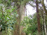 NZ02-Dec-18-15-26-43  Totara Tree. Peel Forest. Methven