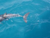 NZ02-Dec-20-10-50-36  Dolphin. Dolphin expedition. Kaikoura.