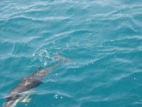 NZ02-Dec-20-10-52-52  Dolphin. Dolphin expedition. Kaikoura.