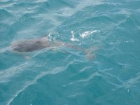 NZ02-Dec-20-11-10-54  Dolphin. Dolphin expedition. Kaikoura.