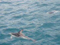 NZ02-Dec-20-11-11-06  Dolphin. Dolphin expedition. Kaikoura.