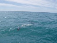 NZ02-Dec-20-11-31-28  Dolphin. Dolphin expedition. Kaikoura.