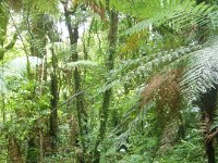 NZ02-Dec-24-11-25-48  Ruakuri scenic reserve.