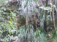 NZ02-Dec-24-11-36-04  Vegetation.