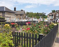 Roses by the line at Grosmont station