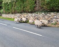 Sheep on the road are a fact of life