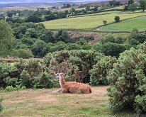 Unexpected llama