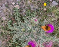 Fritillaries