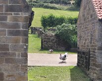Turkeys