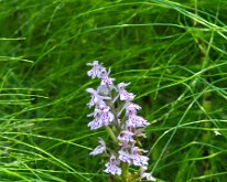 A common spotted orchid