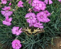 Swallowtail, Orange Hill cemetery