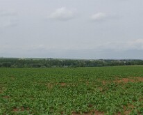 Panorama of the Scarpe valley On the morning of 9 April 1917, the South African forces advanced from left to right along this valley in a very successful attack towards Point du Jour roughly...