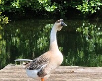 Swan goose?