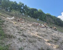 Goats on the path down from the Belvédère de Vaux