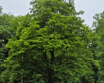 The Last Tree This tree is reputed to be the only tree in the wood left standing after the battles fought here in 1916