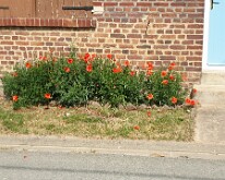 Poppies by the roadside in Contalmaison
