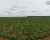 View to Delville Wood from High Wood