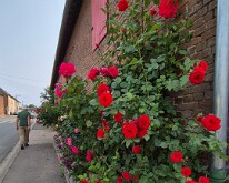 Roses, Longueval