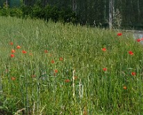Poppies in Longueval
