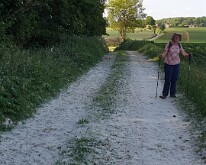 Pussy willow