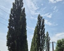 The poplar avenue towards Aveluy
