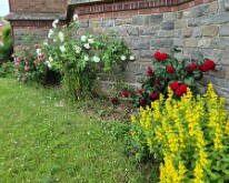 Roses by the church, Thiepval